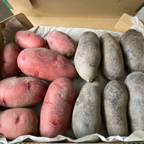じゃがいも 食べくらべセット 箱込み1.5kg シャドークイーン レッドムーン