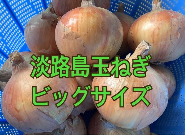淡路島玉ねぎ 大玉(3L×12個) 7kg