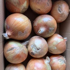 【訳あり】淡路島玉ねぎ4kg