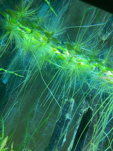 浮草 アマゾンフロッグピット 水草