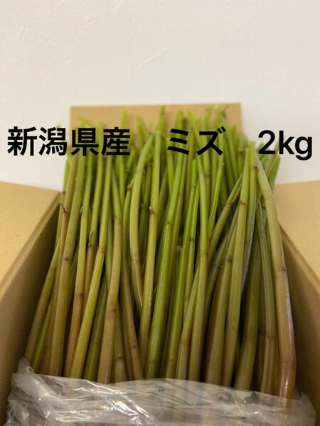 新潟県産 ミズ 2kg
