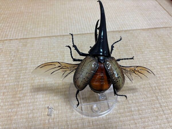 いきもの大図鑑 アドバンス ヘラクレスオオカブト オンライン
