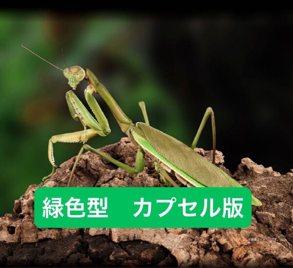 オオカマキリ緑色型【カプセル版】 いきもの大図鑑アドバンス オオカマキリとショウリョウバッタ