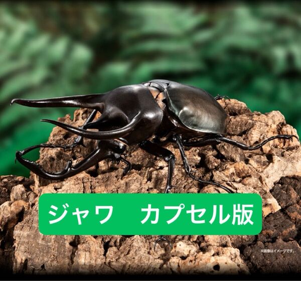 コーカサス(ジャワ) 【カプセル版】 いきもの大図鑑アドバンス コーカサスオオカブト