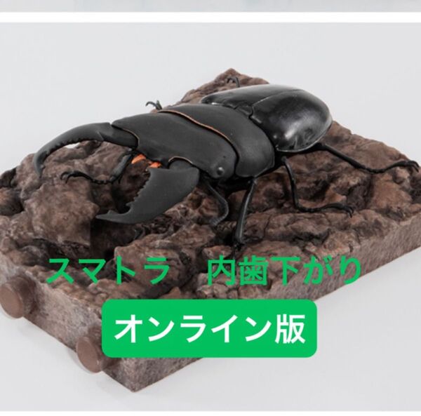 【オンライン版】 スマトラオオヒラタクワガタ(内歯下がり) いきもの大図鑑 くわがた10