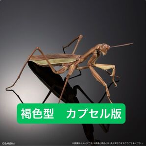オオカマキリ褐色型【カプセル版】 いきもの大図鑑アドバンス オオカマキリとショウリョウバッタ