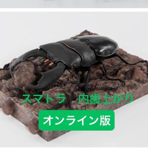 【オンライン版】 スマトラオオヒラタクワガタ(内歯上がり) いきもの大図鑑 くわがた10
