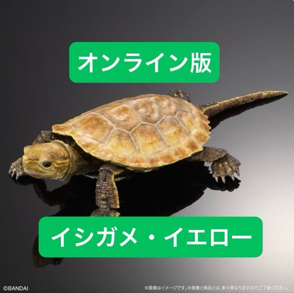 【オンライン版】イシガメ・イエロー いきもの大図鑑アドバンス カメ02