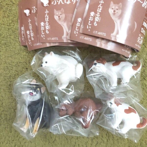ふんばり~ぬガチャ ガチャガチャ 黒柴犬 トイプードル ポメラニアン ジャックラッセルテリア フィギュア 人気 新品