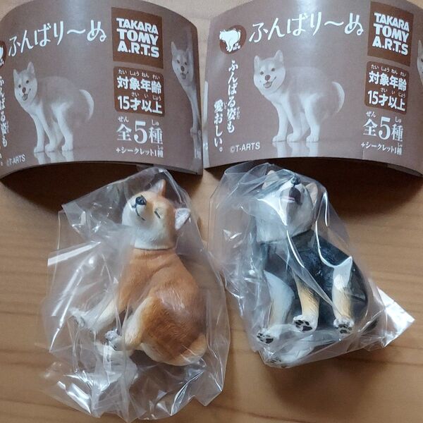 ふんばり~ぬガチャ ガチャガチャ シークレット 柴犬 黒柴犬 フィギュア 人気 新品