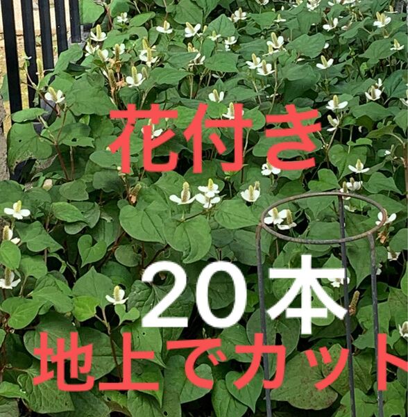 ドクダミ 無農薬 ドクダミ茶 チンキ 薬草 健康茶