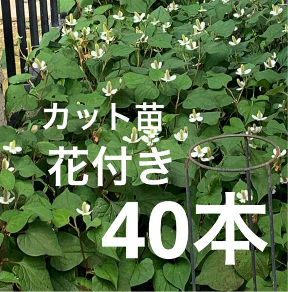 ドクダミ 40本 無農薬 ドクダミ茶 チンキ 薬草 健康茶