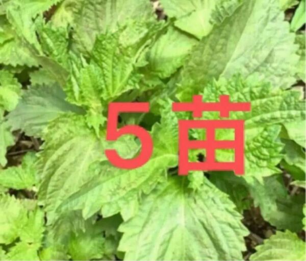 しそ苗 5苗 大葉 青紫蘇 根付き 青しそ 家で育てた 無農薬野菜 手入れ知らず 無農薬栽培 香味野菜天ぷら 終了しました
