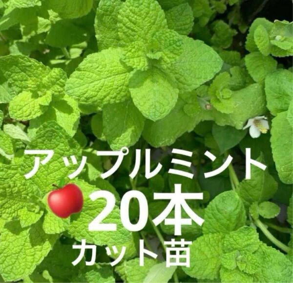 ミント アップルミント 無農薬ハーブ 無農薬栽培 ハーブティー お菓子 ドリンク 挿木 簡単に増やせる 虫除け リラックス