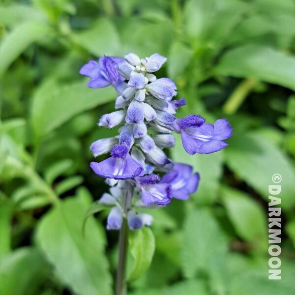 花苗 サルビア ブルー
