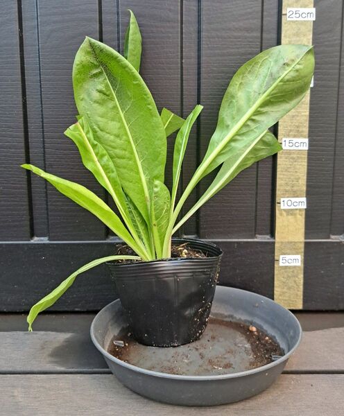 葉菜苗 イタリアンチコリー ラディッキオ