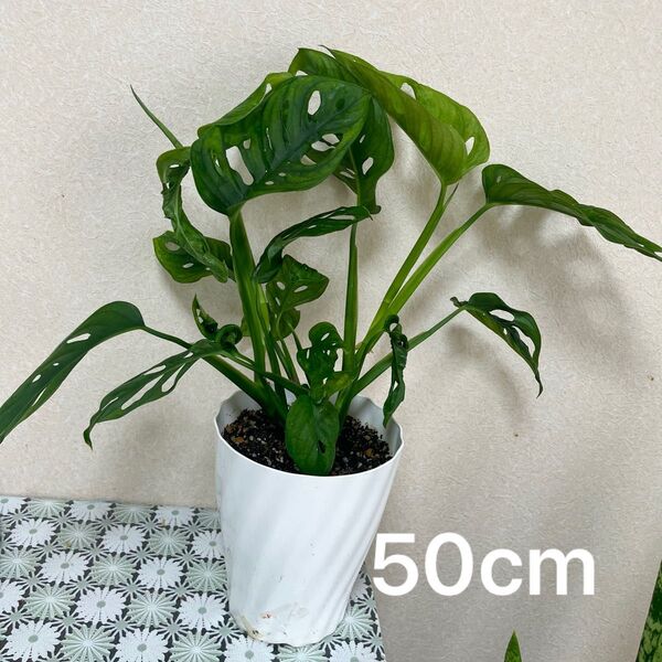 観葉植物 マドカズラ 苗