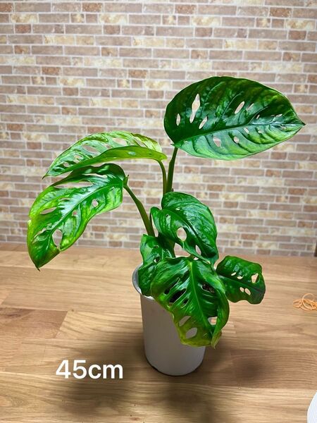 観葉植物 マドカズラ 苗