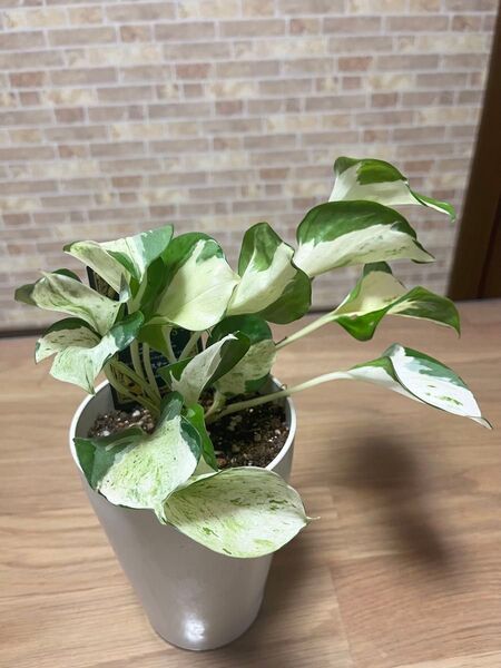 ポトス ステータス 観葉植物 斑入り