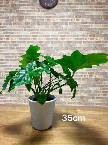 観葉植物 フィロデンドロン セローム