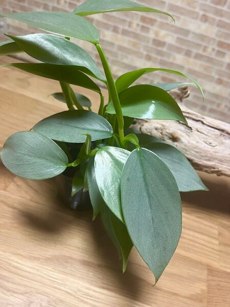 観葉植物 フィロデンドロン シルバーメタル