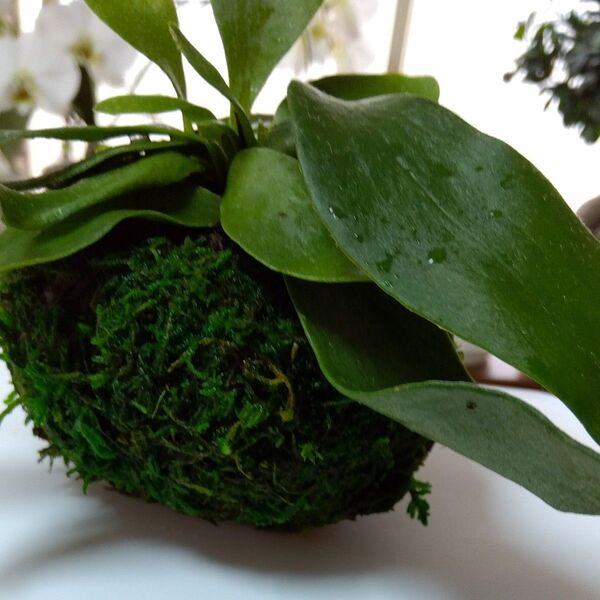 ビカクシダ 苔玉仕立て 観葉植物