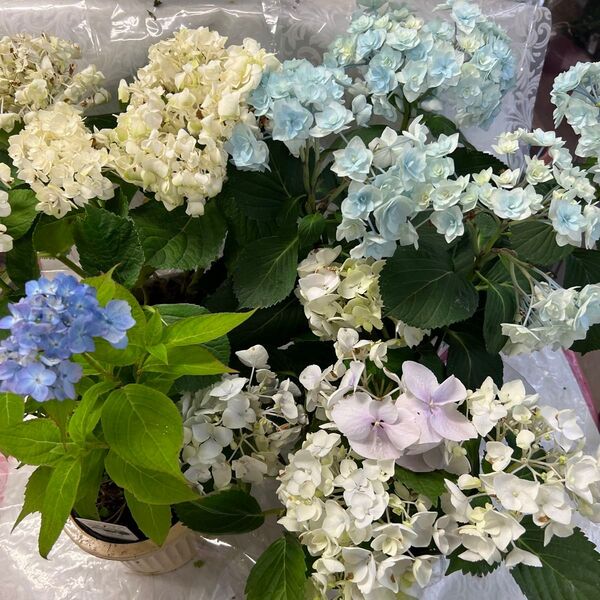 紫陽花、4鉢セット!花終了