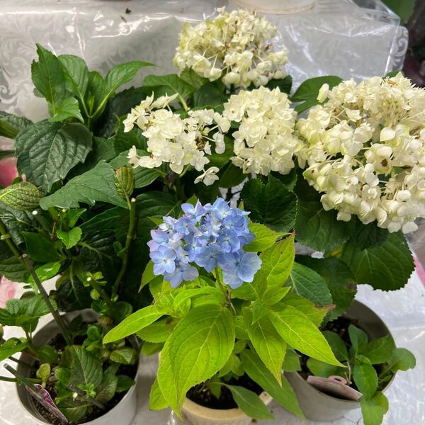 紫陽花、5株セット!花終了