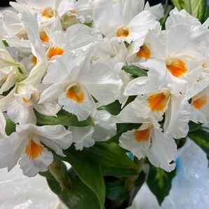 フォーミーディブル。夏の蘭、1株