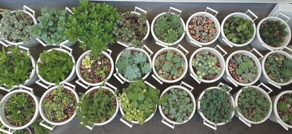 多肉植物 詰め合わせ カット苗