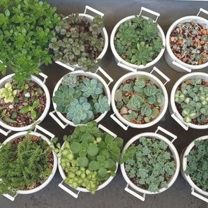 多肉植物 詰め合わせ カット苗