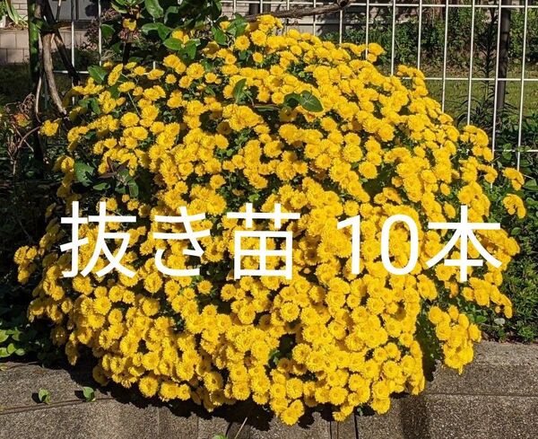 ざる菊 ドーム菊 黄色 抜き苗 10本