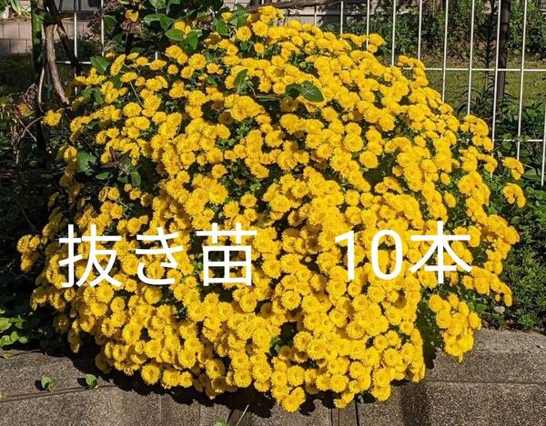 ざる菊 ドーム菊 黄色 抜き苗 10本