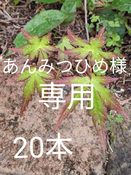 ヤマモミジ 抜き苗 赤ちゃん苗~1・2年もの 20本 こけ玉 苔玉 ミニ盆栽にも