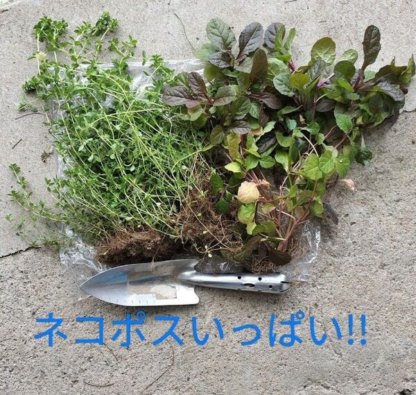 クリーピングタイム アジュガ 宿根草 抜き苗 ネコポスいっぱい!!