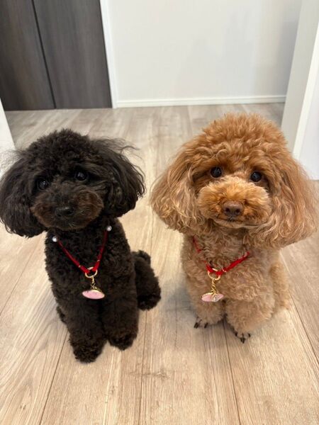 ⑧ 犬猫用 首輪 チャームつきネックレス