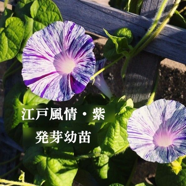 変化朝顔「江戸風情・紫色」 発芽苗2本 抜き苗で発送
