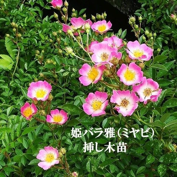 お値下げしました! 姫バラ雅(みやび) 挿し木抜き苗(4年経過) ミニバラ ピンク色 一重