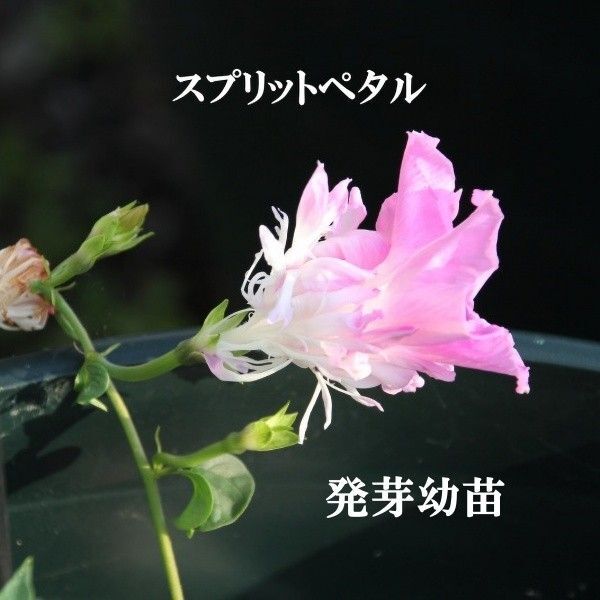変わり咲き朝顔 「スプリットペタル」発芽幼苗3本 抜き苗で発送
