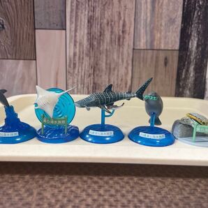 沖縄美ら海水族館 ガチャ 海洋生物フィギュア 5個セット