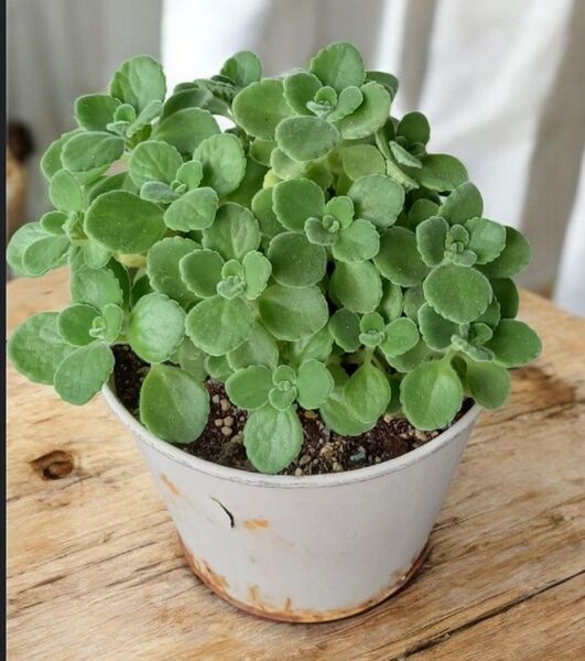 アロマティカス鉢植え 5号鉢