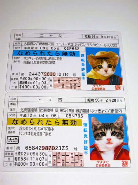 かわいい!【なめ猫 免許証風 ブロマイド 2枚 】なめんなよ猫 なめねこ 癒やし 猫 可愛い ネコ キャラクター コスプレ 金 青