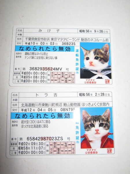 【なめ猫 免許証風 ブロマイド ミケ子 トラ吉】なめんなよ猫 なめねこ 癒やし 猫 かわいい 可愛い ネコ キャラクター トレカ