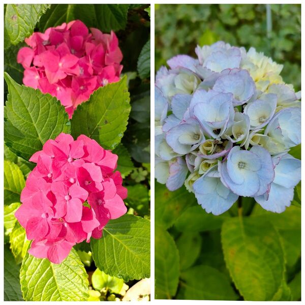 紫陽花 挿し芽 挿し穂