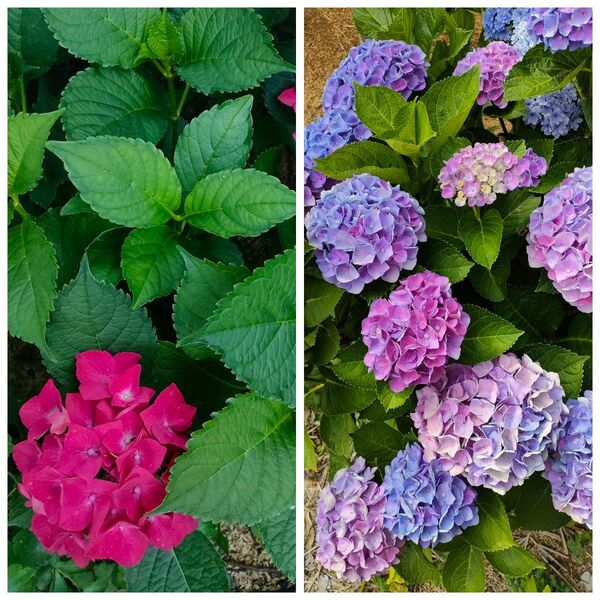 紫陽花 挿し芽 挿し穂