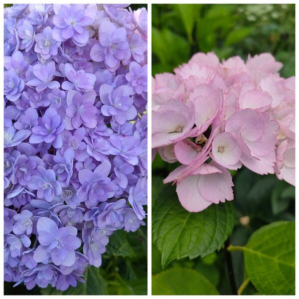 紫陽花 挿し芽 挿し穂
