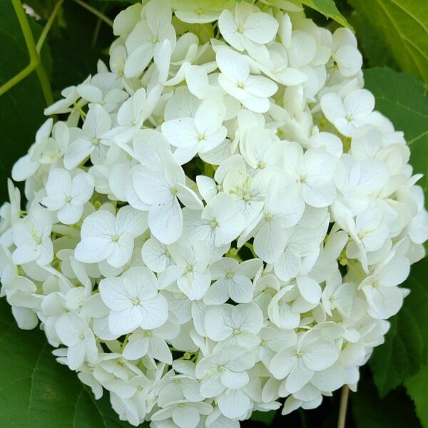 紫陽花 アナベル 抜き苗 1苗