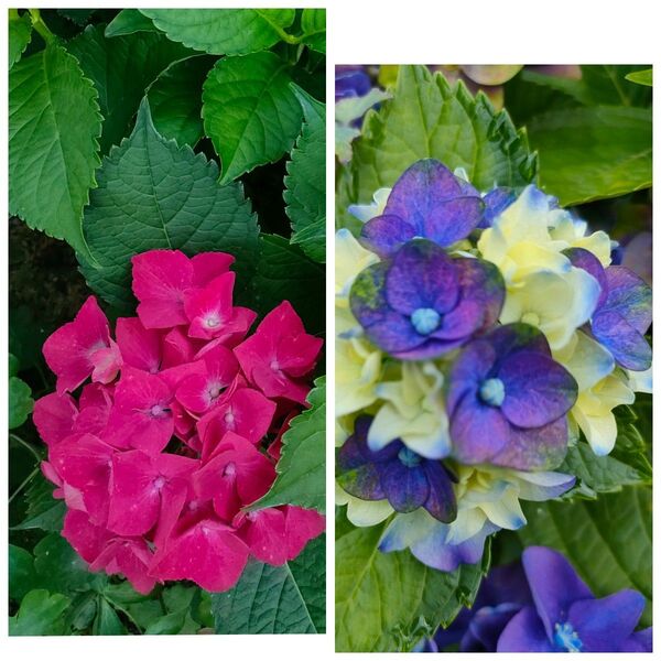 紫陽花 挿し芽 挿し穂