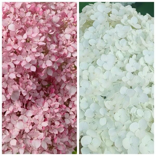 紫陽花 アナベル挿し穂セット