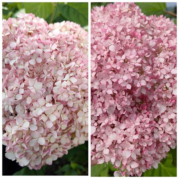 紫陽花 アナベル 挿し穂